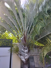 Dypsis decaryi
