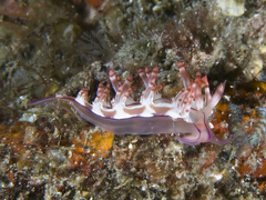 Coryphellina flamma