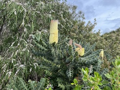 Banksia grandis