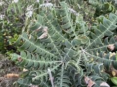 Banksia grandis