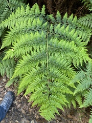 Calochlaena dubia