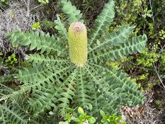Banksia grandis