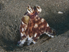Thaumoctopus mimicus