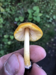 Pluteus leoninus