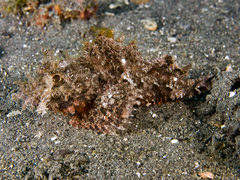 Scorpaenopsis oxycephalus