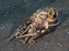 Amphioctopus marginatus