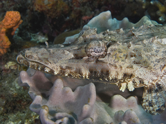 Cymbacephalus beauforti