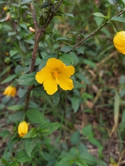 Pavonia sepium