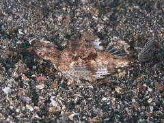 Eurypegasus draconis