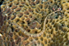 Corythoichthys ocellatus