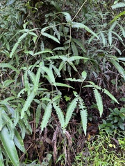 Dicranopteris