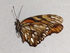 Dione juno huascuma
