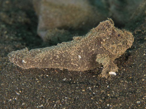 Japanese velvetfish (Paraploactis kagoshimensis) — Aploactinidae — 5