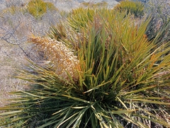 Aciphylla aurea