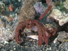 Achaeus japonicus