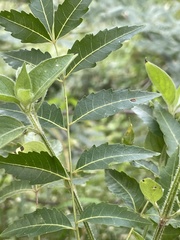 Azadirachta indica