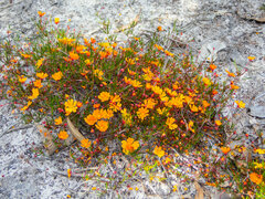 Hibbertia stellaris