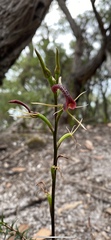 Cryptostylis leptochila