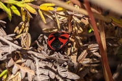 Dismegistus binotatus
