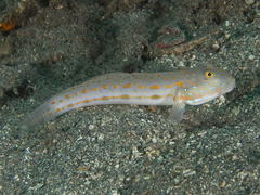 Valenciennea puellaris