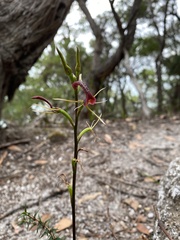 Cryptostylis leptochila