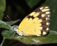 Belenois creona severina