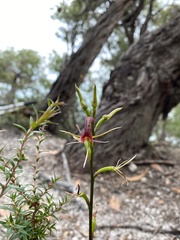 Cryptostylis leptochila
