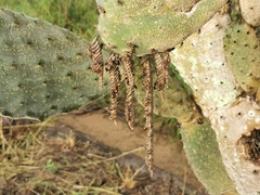 Ropalidia revolutionalis