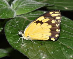 Belenois creona severina