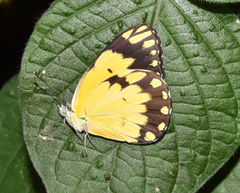 Belenois creona severina