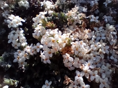 Pimelea oreophila lepta