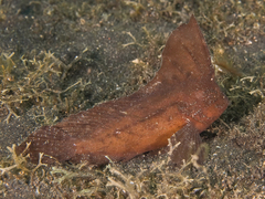 Ablabys macracanthus