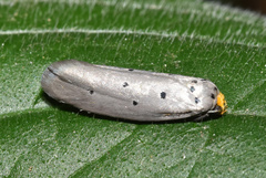 Ethmia rhomboidella