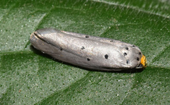 Ethmia rhomboidella