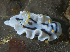 Chromodoris alcalai