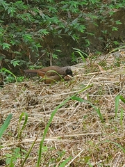 Pterorhinus perspicillatus