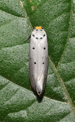 Ethmia rhomboidella
