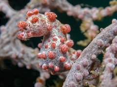 Hippocampus bargibanti