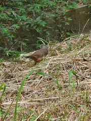 Pterorhinus perspicillatus