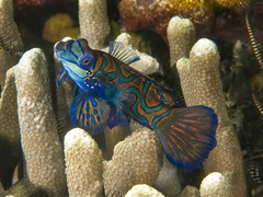 Synchiropus splendidus