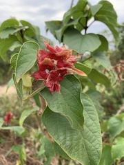 Clerodendrum canescens