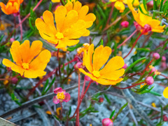 Hibbertia stellaris