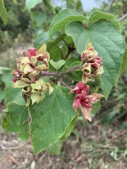 Clerodendrum canescens