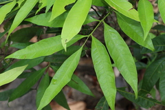 Guioa acutifolia