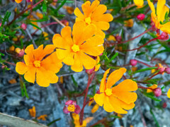 Hibbertia stellaris