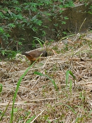 Pterorhinus perspicillatus
