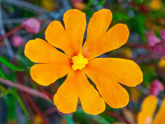 Hibbertia stellaris