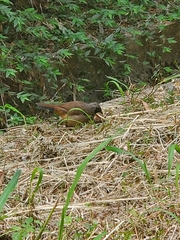 Pterorhinus perspicillatus