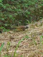 Pterorhinus perspicillatus