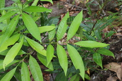 Guioa acutifolia